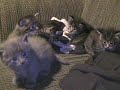 kittens-on-couch.html