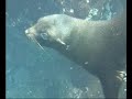 Sea lion ballet