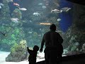 2008-09-05 Denver Aquarium 5