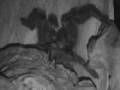 videos de Killer Polowania