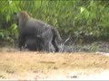 Onça x Capivara -- Mato Grosso BR Onça x Capivara -- Mato Grosso BR