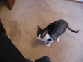 Cornish Rex Cat Does Somersault Trick