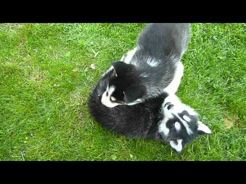 siberian husky
