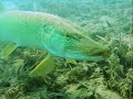 Pike Angling Pike Angling