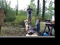 If a tree falls in the woods... If a tree falls in the woods...
