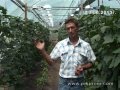 Применение регуляторов роста на огурцах и сладком перце в теплице «Агросвит», г. Каменка, Черкасская обл. Применение регуляторов роста на огурцах и сладком перце в теплице «Агросвит», г. Каменка, Черкасская обл.