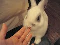 常勤ウサギ 常勤ウサギ