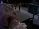 Cinnamon Sleeping on the Couch