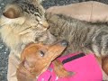 Tink and Henry,  LoveStory