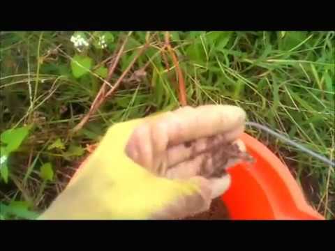 how to harvest buckwheat