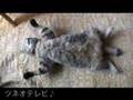 めざましテレビ動画13
