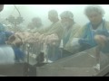 Inside a Poultry Processing Plant