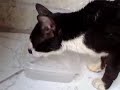 ale - animais ale - animais