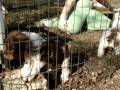 videos de Haddy's Family ~ Bogart and Lauren and more.