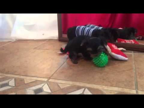 Kirby playing with his brother
