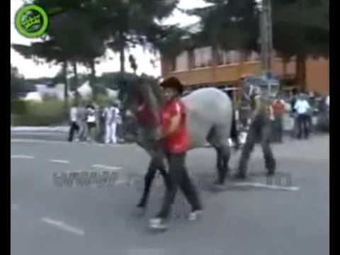 compilation 100 vidéos droles compilation 100 vidéos droles