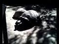 aldabra tortoises aldabra tortoises