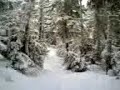 Through the trees Through the trees