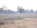 videos de Kanha National Park - 24 -29 DEC 2008 - 7