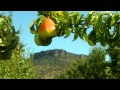 Play a video about our pears.