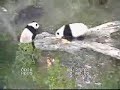 Mei Xiang and Tian Tian fighting on the ground and in a tree