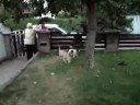 D�Walters ham an neia Hund 4