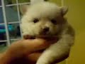 Pomeranian Baby