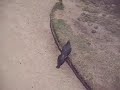 Pidgeon Chase TWO