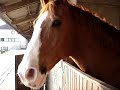 Emir, cheval de Pompadour