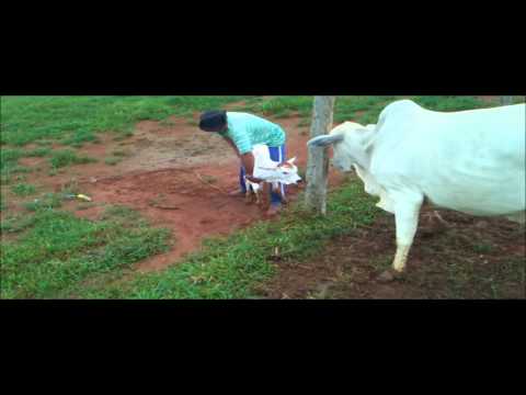 VACA PROTETORA