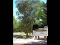 Real estate for sale in italy How to buy Italy Real Estate