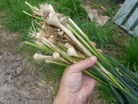 how to replant wild onions