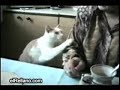 bloopers felinos