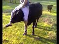 cow neck lift