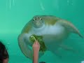 Inside Sea Turtle Inc. on South Padre Island
