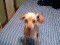 Chien defectueux !!!