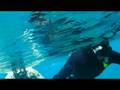 videos de Woman snorkel Monkey & Todd across Vortex