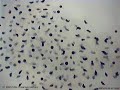 time-lapse: frog spawn time-lapse: frog spawn