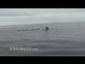 Humpback Whales Breaching Hand-Held Gyro Stabilization