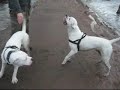 loke-the-american-bulldog-socializing-episode-15.html
