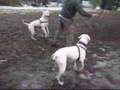 Bulldog Americano video