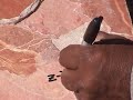 tepexi de rodríguez cantera tlayúa quarry fossils