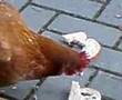 Roelofsen Kip