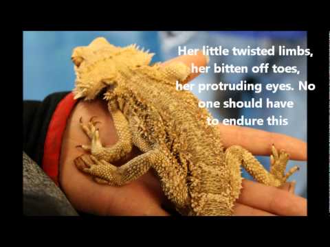 how to care for a bearded dragon with mbd