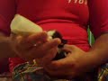 kitten drinking milk kitten drinking milk