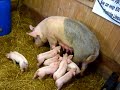 Mom and baby piglets