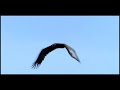 Tamriko Davitashvili - Desire (\"Neta\") Video music Tamriko Davitashvili - Desire (\"Neta\") Video music