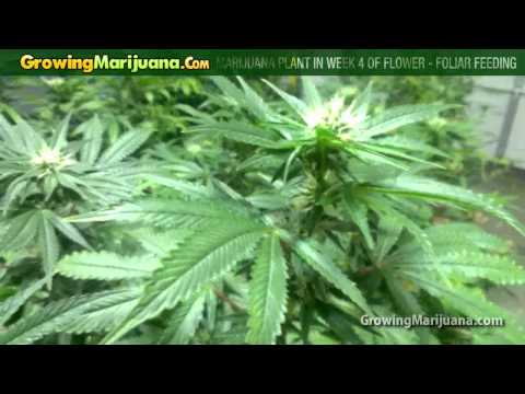 how to fertilize flowering cannabis