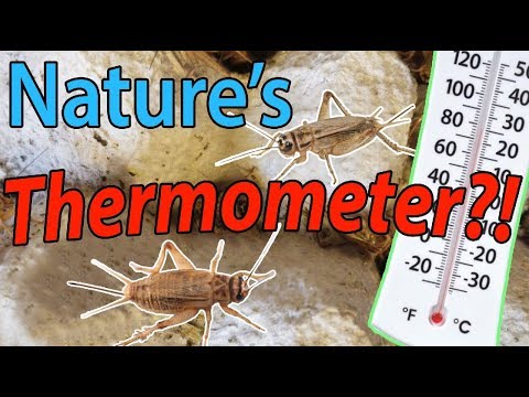 YouTube reptile video