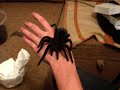 Grammostola pulchra handling